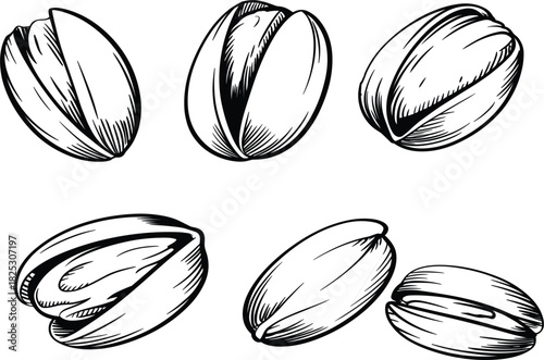 Set of Six Pistachio Nuts Sketch Illustration, Detailed Vintage Engraving Food Drawing, Monochrome Botanical Ingredient Snack Vector Collection