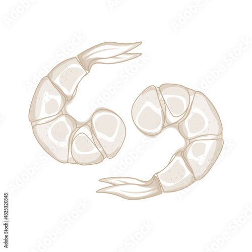 Vector Illustration Logo Line art Headless Dried Shrimp