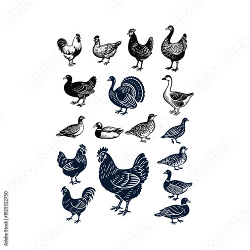 Set of vintage woodcut style illustrations featuring various poultry and game birds, including chicken, rooster, turkey, geese, and ducks