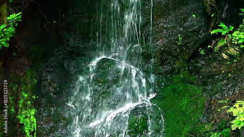  a video of a fresh water spring in Olympic National Park