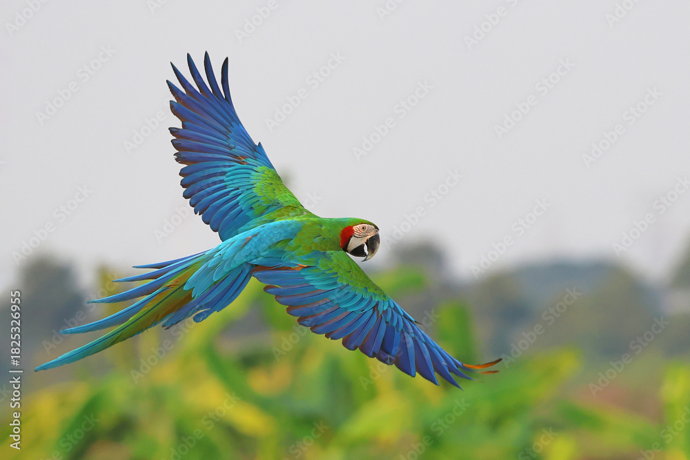 Naklejka premium Colorful Harlequin Macaw parrot flying on the sky. Free flying bird