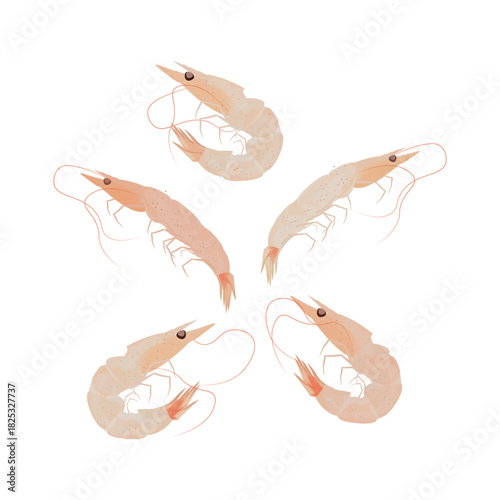 Vector Illustration Logo Clip art Fresh Ebi or Small Shrimp Saujeot Korean Salted Fermented Shrimp