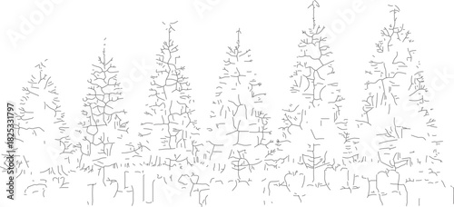 Silhouetted Evergreen Trees in a Forest Landscape.