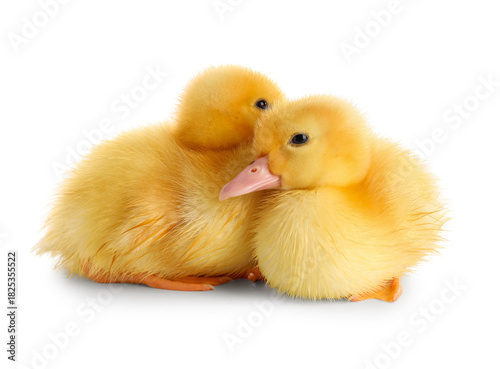 Cute ducklings on white bac...