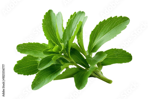 Stevia plant leaves with serrated edges on black background green herb, Isolated On Transparent Background, Png