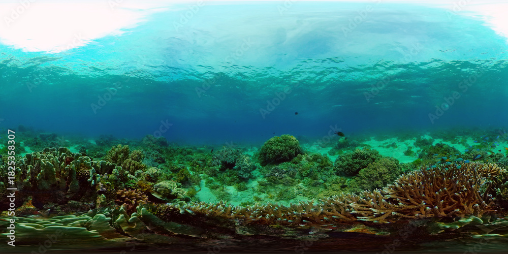 Obraz premium Reef Marine Underwater Scene. Tropical underwater sea fish. Philippines. Virtual Reality 360.