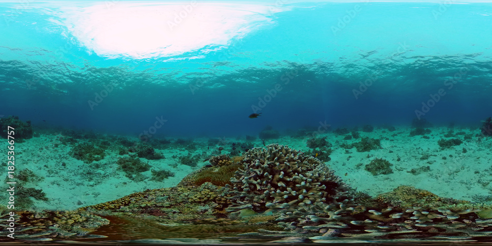 Fototapeta premium Colourful tropical coral reef. Scene reef. Marine life sea world. Philippines. 360 panorama VR
