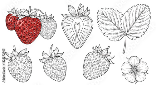 Collection of vintage-style strawberry illustrations in a detailed hand-drawn engraving style, showing whole, sliced, and colored versions.