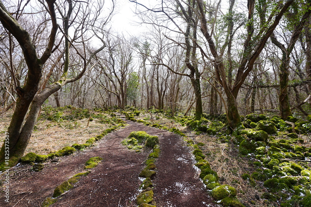 Fototapeta premium the remaining snow and mossy rocks 