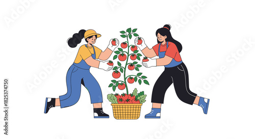Two smiling female farmers in overalls working together to harvest ripe red tomatoes from a plant, placing them carefully into a woven basket.