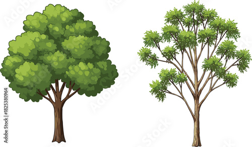 Realistic green trees, summer foliage vector, natural tree drawing, landscape illustration, CAD drawing flat vector illustration, isolated clipart design