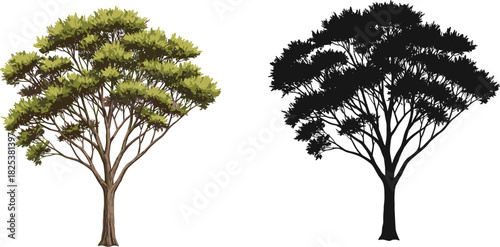 Realistic tree illustration, green foliage and trunk design, natural forest artwork, eco friendly nature drawing, cad drawing flat vector illustration
