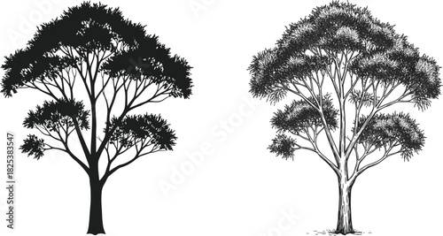 : Black silhouette tree, detailed botanical drawing, natural forest illustration, eco friendly design, outdoor foliage art, cad drawing flat vector illustration