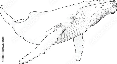 Magnificent Marine Majesty: A detailed illustration of a majestic whale, elegantly depicted with graceful lines, capturing the essence of the ocean's gentle giants.