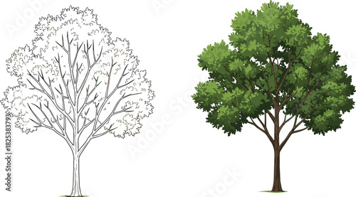 Tree illustration, botanical drawing, forest nature design, green foliage art, natural landscape tree, eco friendly vegetation, cad drawing flat vector illustration