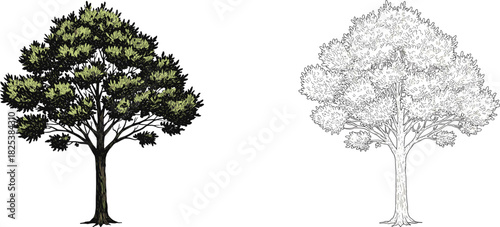 Beautiful detailed green tree and black and white sketch, natural foliage artwork, environmental design element, garden landscape, cad drawing flat vector illustration