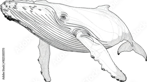 Humpback Whale: This intricate illustration captures the majestic form of a humpback whale in exquisite detail, highlighting its unique features and impressive size.