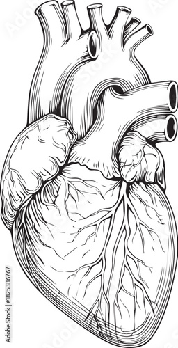 Anatomical Heart: A detailed and artistic black and white illustration of a human heart, capturing the intricate network of vessels and chambers.