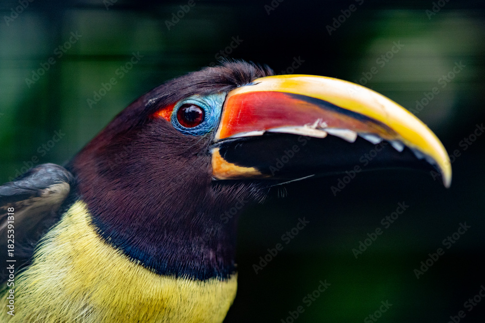 Fototapeta premium yellow billed toucan