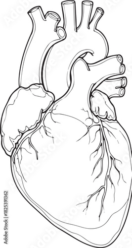 Human Heart Anatomy: A detailed illustration of the human heart, meticulously depicted to showcase its intricate structure and anatomical features. A visual representation of health and well-being.