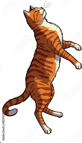 Orange Tabby Cat Standing Up Reaching Isolated White Background