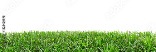 Green grass isolated on transparent background 3d rendering png