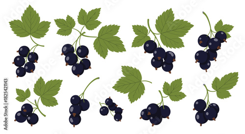A collection of illustrations of fresh blackcurrant berries and leaves.