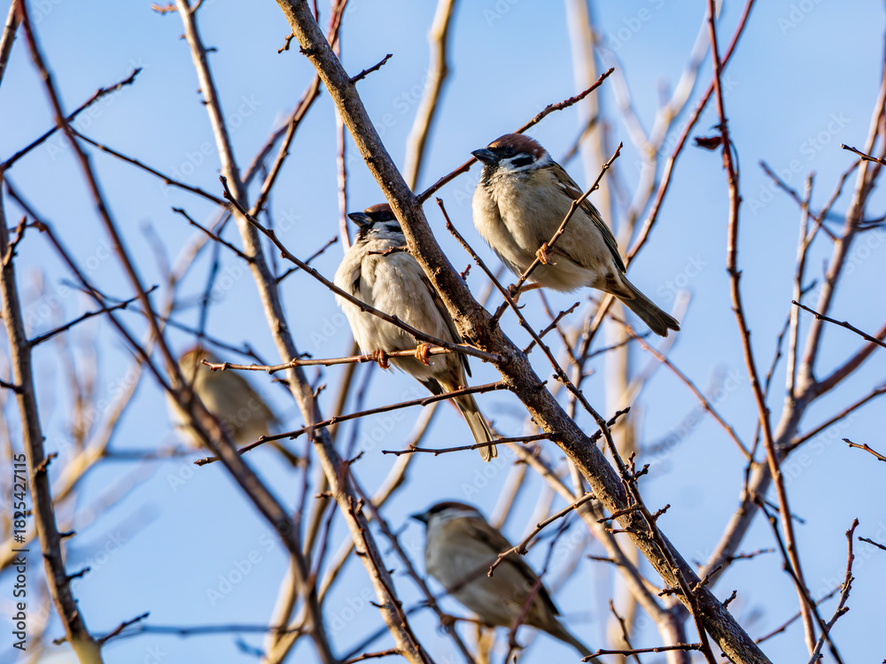 Naklejka premium 冬陽に寄りそうふっくらスズメ