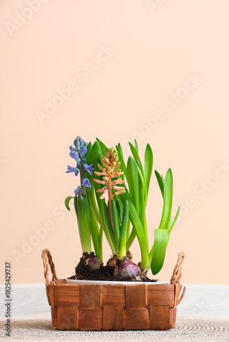 Beautiful hyacinth plants i...