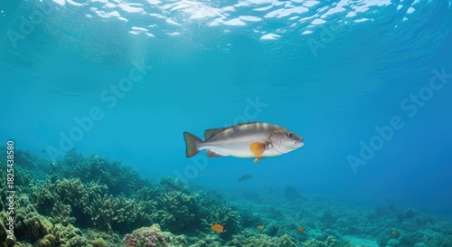 A fish swimming in clear blue water with a coral reef in the background.