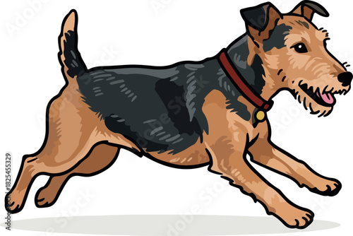 Running Airedale Terrier Dog With Red Collar Isolated White Background