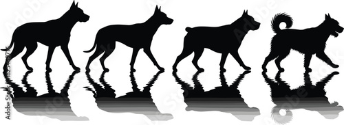 Vector illustration of four black dog silhouettes walking in a line with water reflections, isolated on white background for veterinary or pet design.
