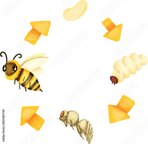 Watercolor Bee Life Cycle Diagram, Cute Bee Metamorphosis Illustration, Honeybee Growth Stages Chart, Bee Egg to Adult Cycle for Kids