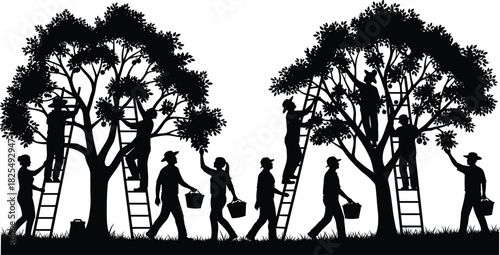 Black silhouette vector illustration of farmers harvesting fresh fruit in an orchard, using ladders and baskets to pick apples from trees, agricultural teamwork concept.