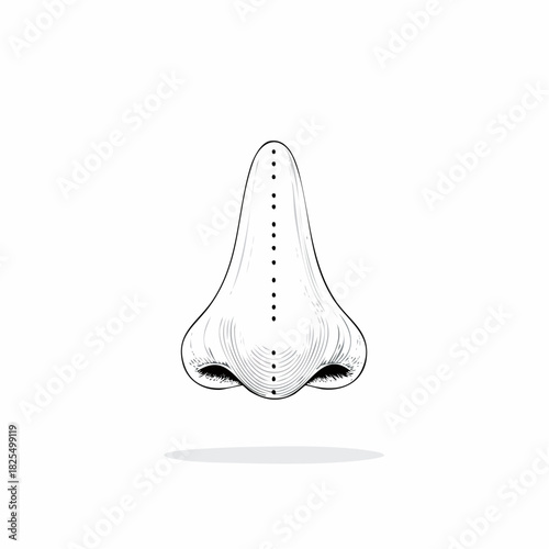 Detailed nose illustration for medical study, facial analysis or cosmetic surgery procedures showcasing human anatomy, ideal for presentations and educational material