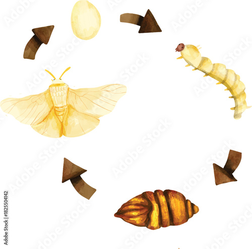 Watercolor Silk Moth Life Cycle Chart, Silkworm Growth Stages Illustration, Cute Silk Moth Metamorphosis Diagram, Egg to Adult Silk Moth Life Cycle Art, 