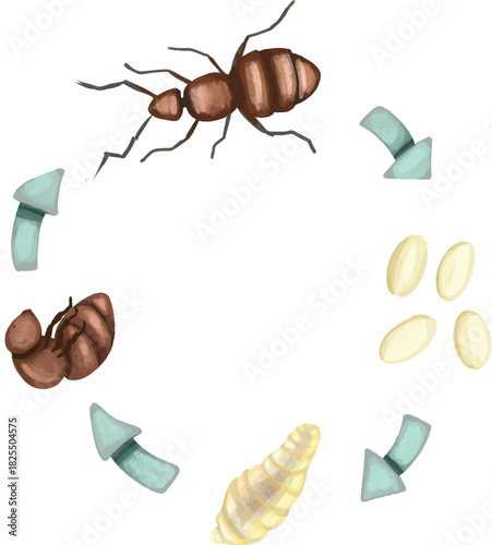 Watercolor Ant Life Cycle Diagram, A watercolor illustration of the ant life cycle, showing egg, larva, pupa, and adult ant, Cute Ant Metamorphosis Diagram,  Ant Egg to Adult Stages Chart