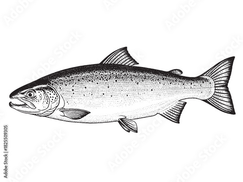 Salmon Fish Monochrome Hand Drawn Illustration