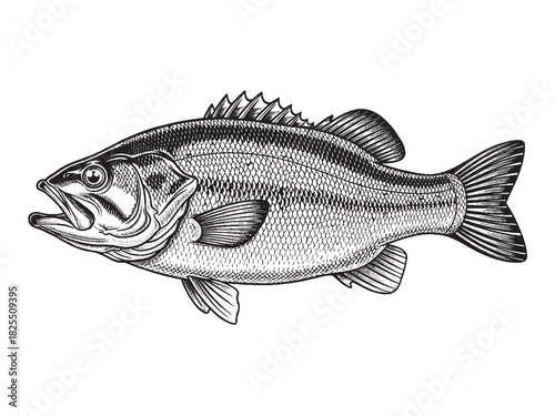 Bass Fish Monochrome Hand Drawn Illustration