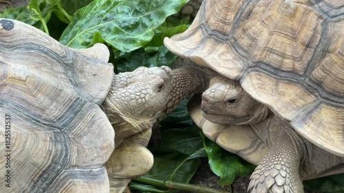 Sucata tortoise eating vegetables with nature background
