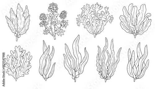 seaweed set hand drawn vector illustration in outline style
