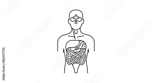 Medical illustration of the human digestive system anatomical diagram with anatomical body part organ internal anatomy