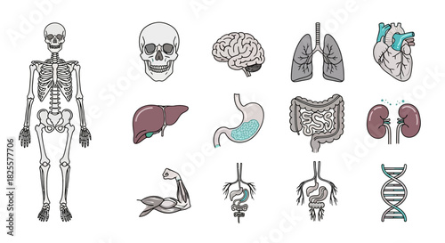 Human Anatomy and Physiology A Detailed Vector Illustration Set of Body Organs