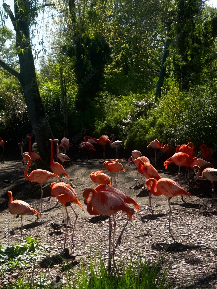 Naklejka premium flamingos in the lake
