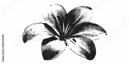 Monochrome lily flower with halftone pattern on a white background