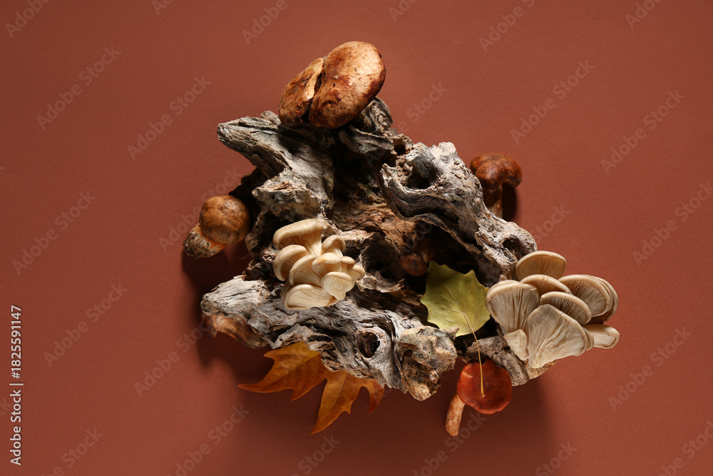 Naklejka premium Different fresh mushrooms with autumn leaves and tree bark on brown background