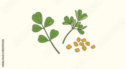 Illustration showcasing fresh green fenugreek leaves and dry, aromatic fenugreek seeds, highlighting this versatile culinary herb.