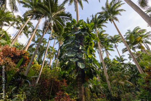 Nature Gardens in Barbados Caribbean
