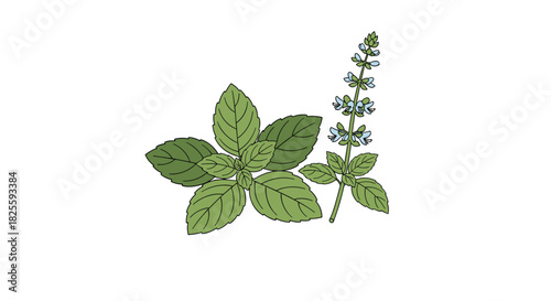Fresh green basil plant with vibrant leaves and a delicate stalk of pale blue flowers, ready for culinary use or garden decoration.