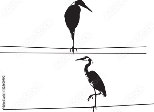 Two herons silhouetted on power lines against a white background